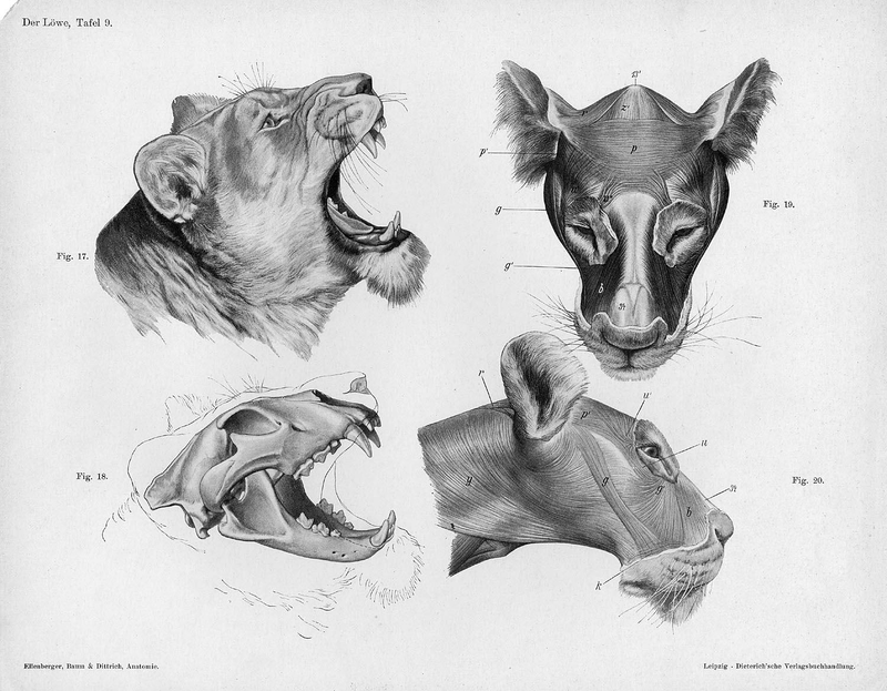Illustration for article titled Lose Yourself In The Gorgeous Anatomical Drawings of Hermann Dittrich